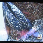 Blick per Videolivebild in einen Starenkasten, in dem ein Elternvogel seine Jungen versort.