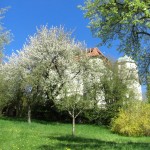 Blühende Obstbäume vor dem Schloss Reutti